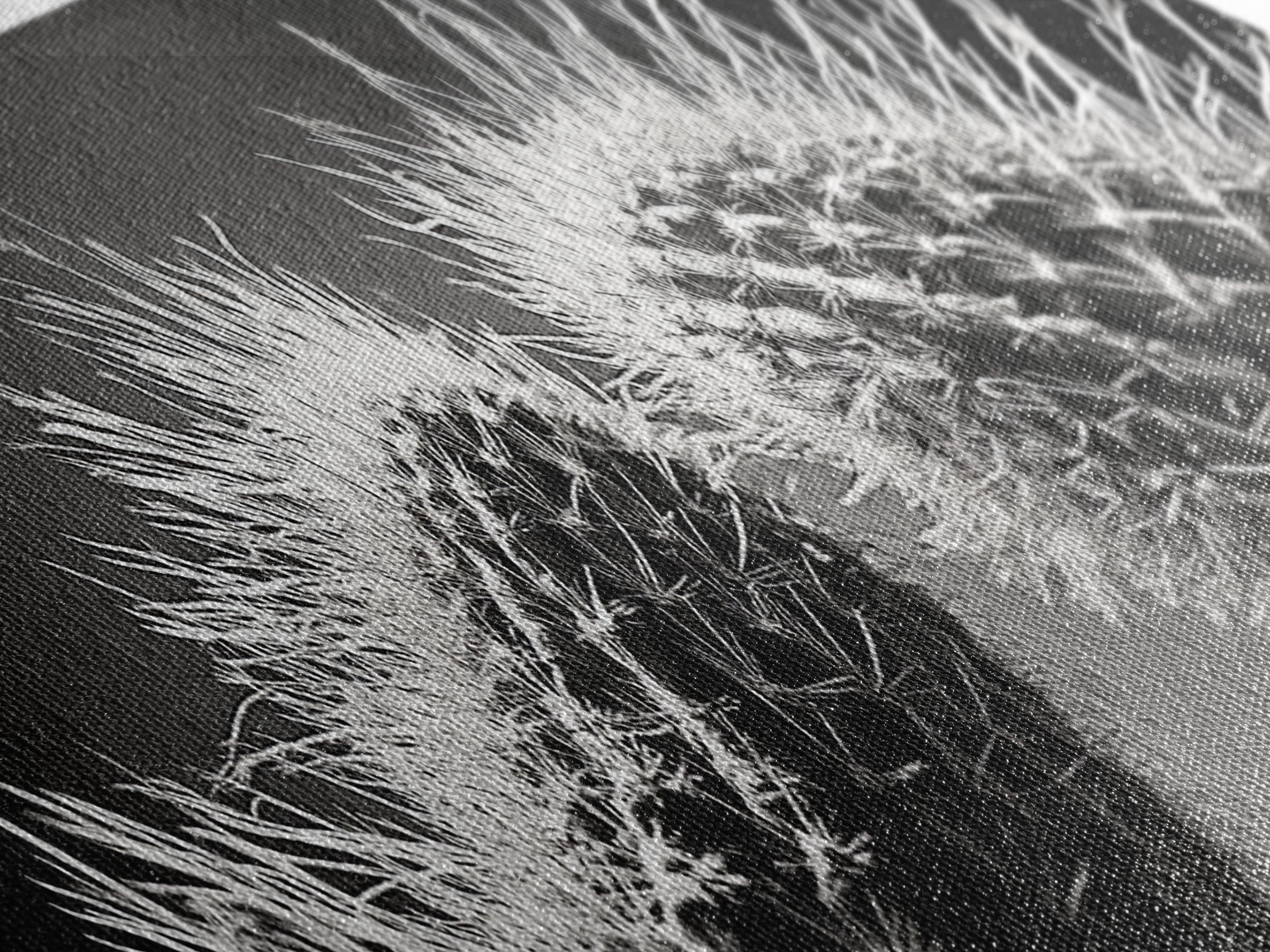 Desert Cactus, southwest wall art, moody art, Joshua tree art, extra wide wall art, nature photography, framed canvas print