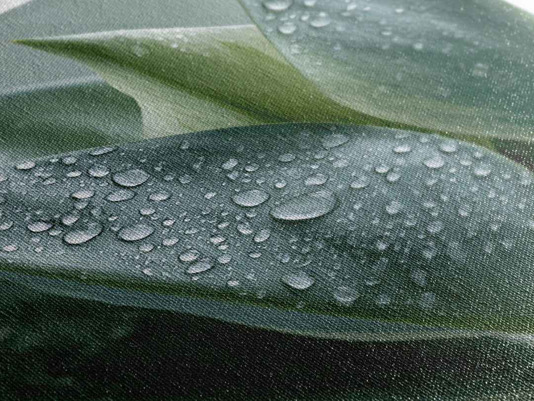 Rain on Leaves Framed Canvas Print, Spa Art, Modern Decor, Spa Decor, Fine Art, Serenity, Wall Decor, Printable Wall Art, SPA-2x3-24