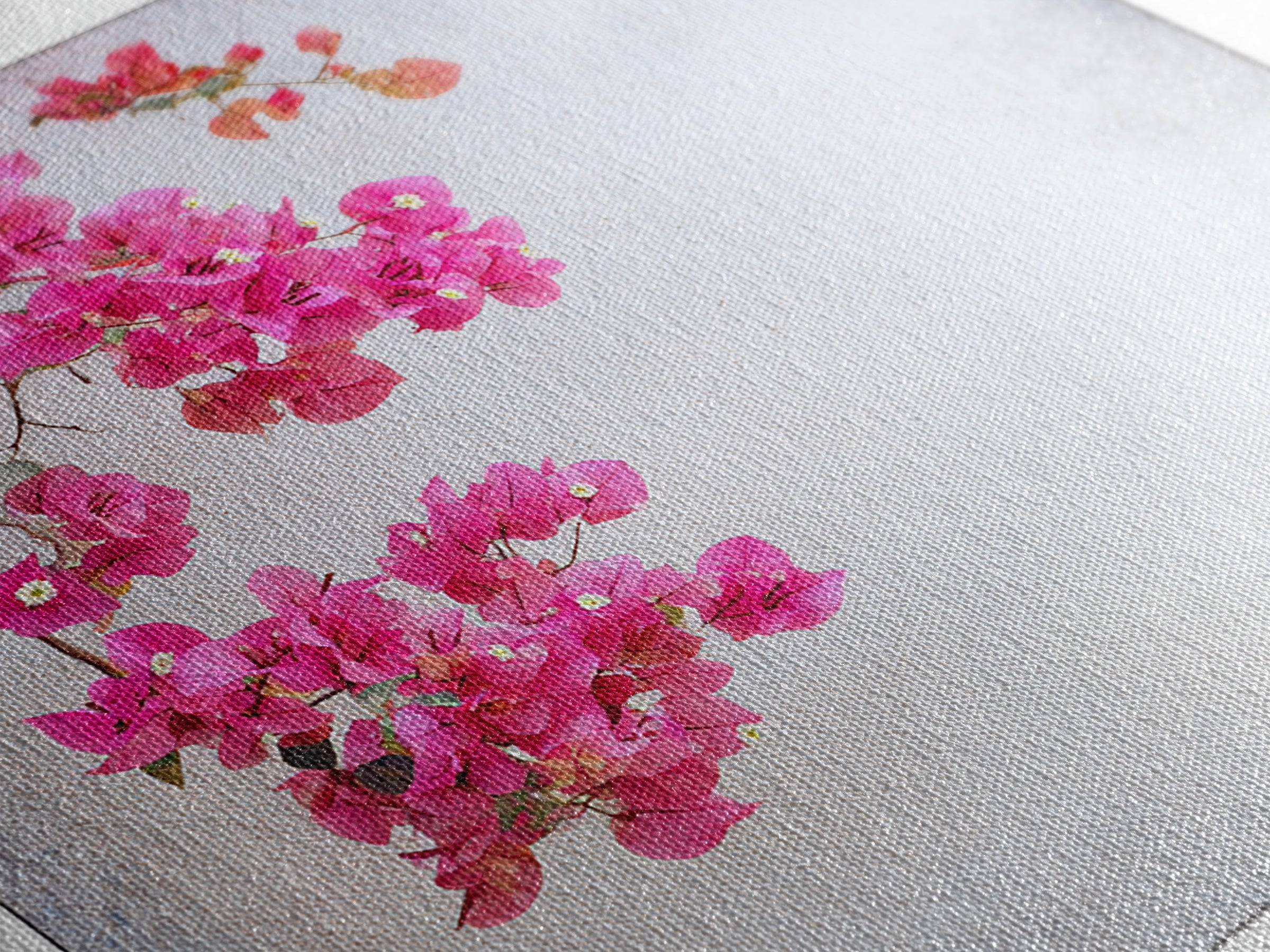 Pink Bougainvillea over White Wall Framed Canvas Print, Tropical Art, Room Decor, Living Room Decor, Fine Art, Tropic, TRO-1x1-40