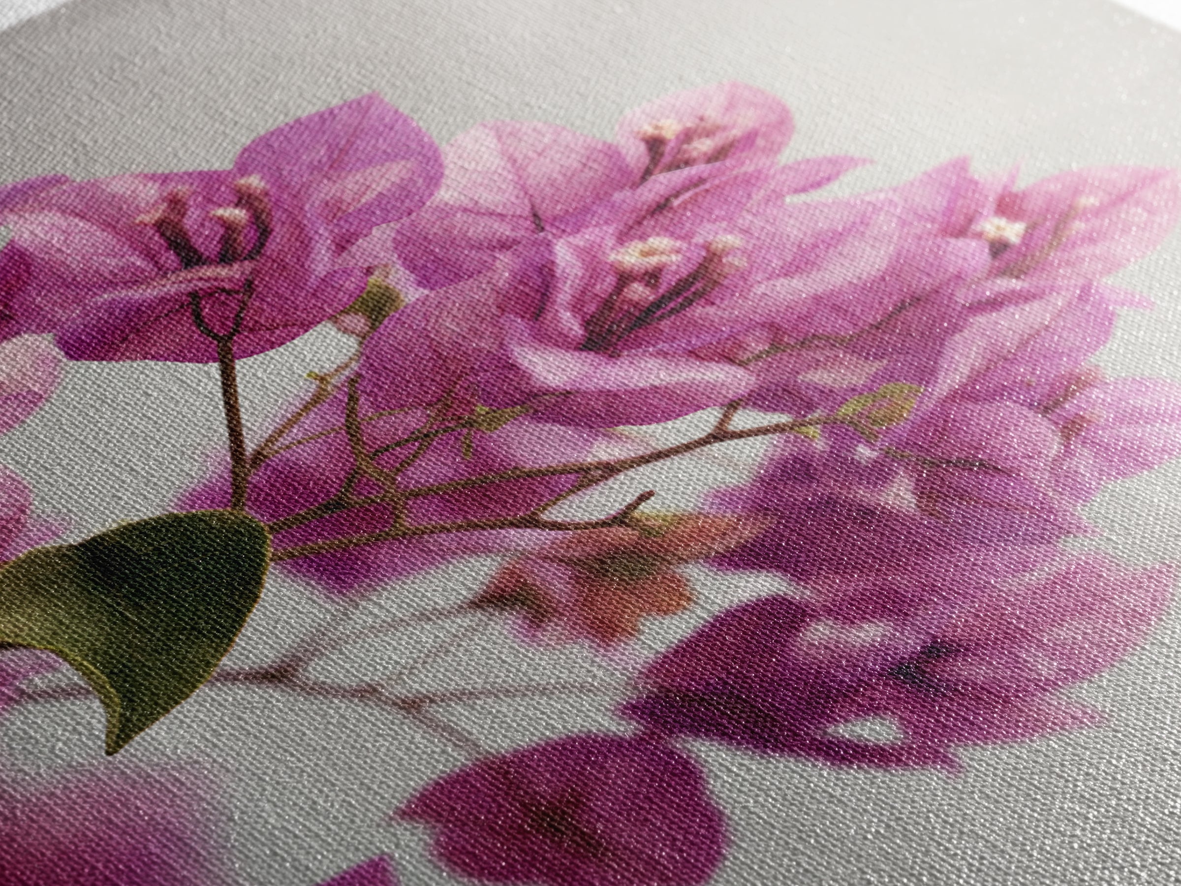 Pink Bougainvillea over White Wall Canvas Print, Tropical Art, Abstract Painting, Living Room Decor, Fine Art, Tropic, TRO-2x3-96
