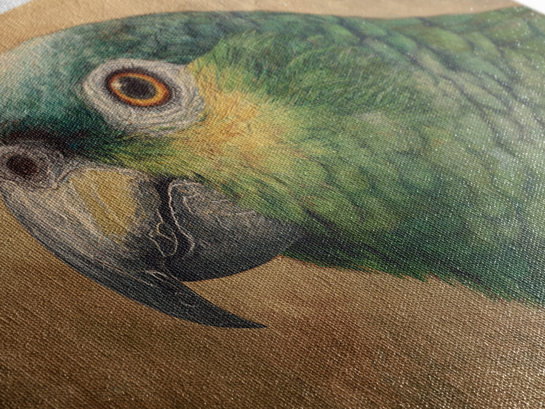 Parrot Portrait with Emerald Feathers Framed Canvas Print, Tropical Art, Whimsical Art, Living Room Decor, Fine Art, Tropic, TRO-3x2-36