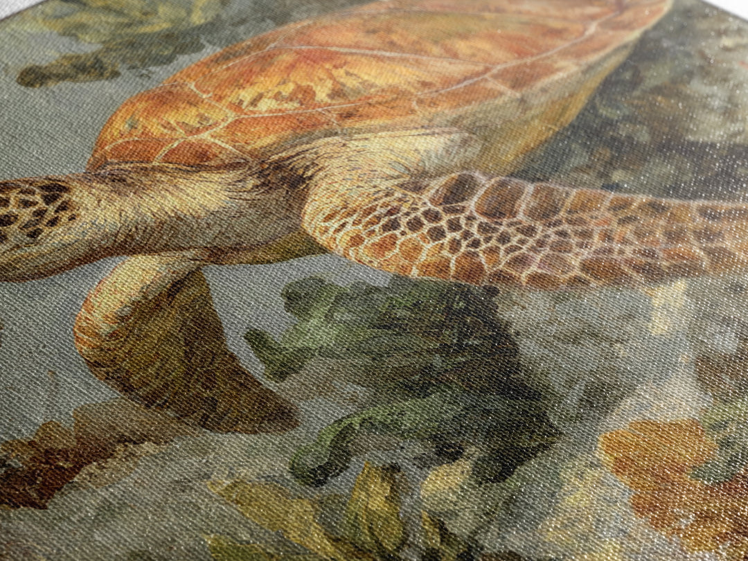 Sea Turtle over Coral Reef Canvas Print, Wildlife Art, Living Room Wall Art, Living Room Decor, Wild, Unique Home Decor, WIL-1x1-18