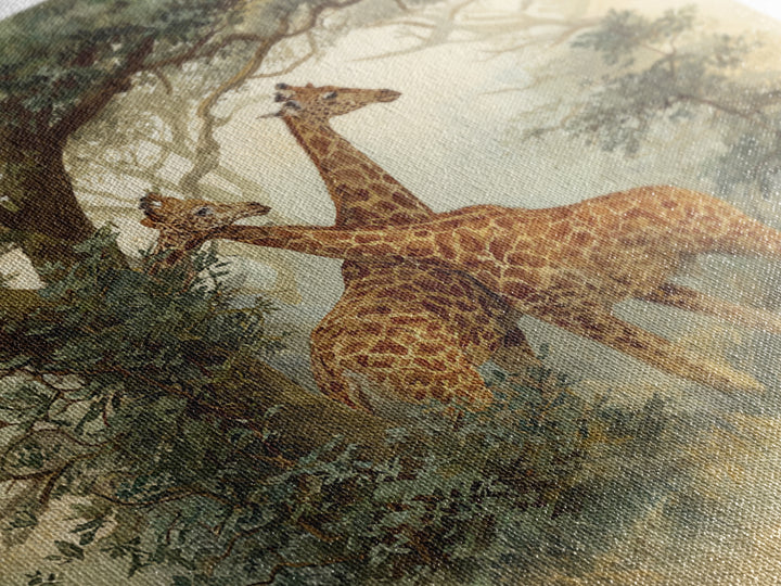 Giraffe Pair under Acacia Tree Framed Canvas Print, Wildlife Art, Living Room Decor, Fine Art, Wild, Living Room Art, WIL-1x1-7