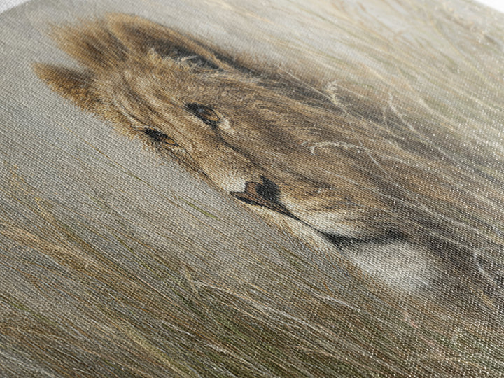 Lion Emerging from Golden Savanna Grass Canvas Print, Wildlife Art, Living Room Art, Living Room Decor, Watercolor Art, Wild, WIL-3x1-41