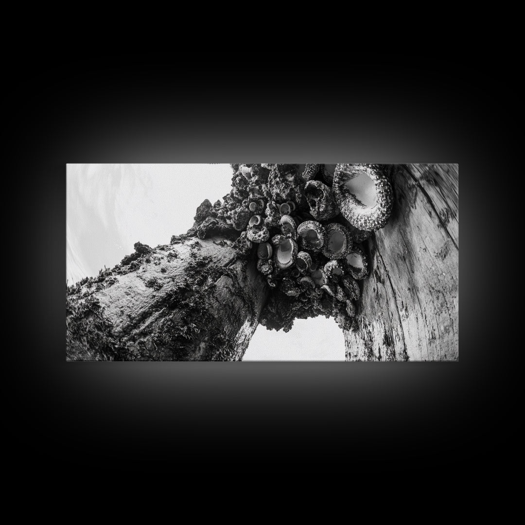 Coastal Texture, Tidepool Abstract, Modern Ocean Nature, Framed Canvas Print, Bathroom Wall Art, Marine Minimalist Photography