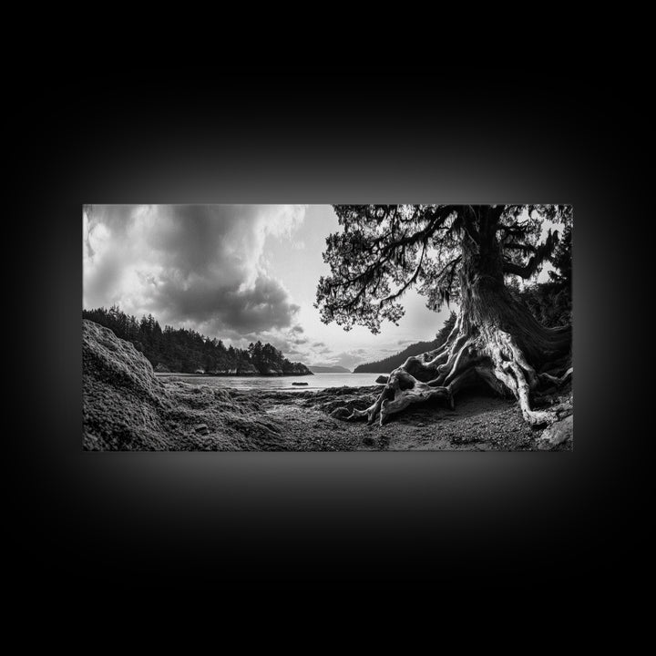 Coastal Tree Roots, Ancient Forest Shore, Pacific Northwest Nature, Moody Black and White Canvas Print, Cabin Wall Art, Woodland Style