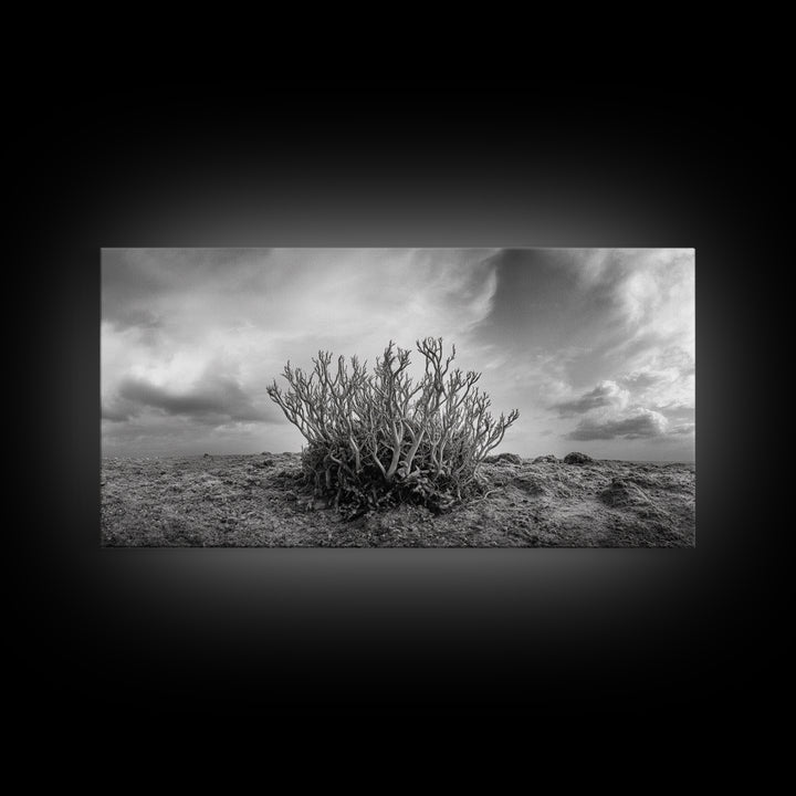 Desert Coral Plant, Dry Earth Botanical, Surreal Nature Texture, Minimal Wild Scene, Canvas Print, Office Wall Art, Earthy Decor