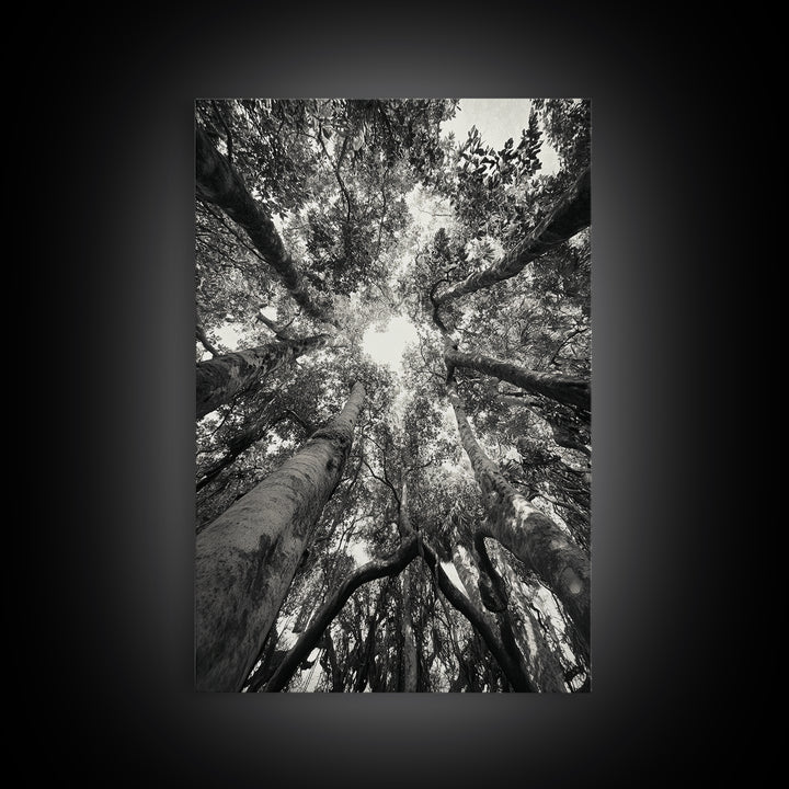 Tree Canopy, Forest Light, Upward View, Canvas Print, Woodland Wall Art, Living Room Decor, Nature Perspective Photography