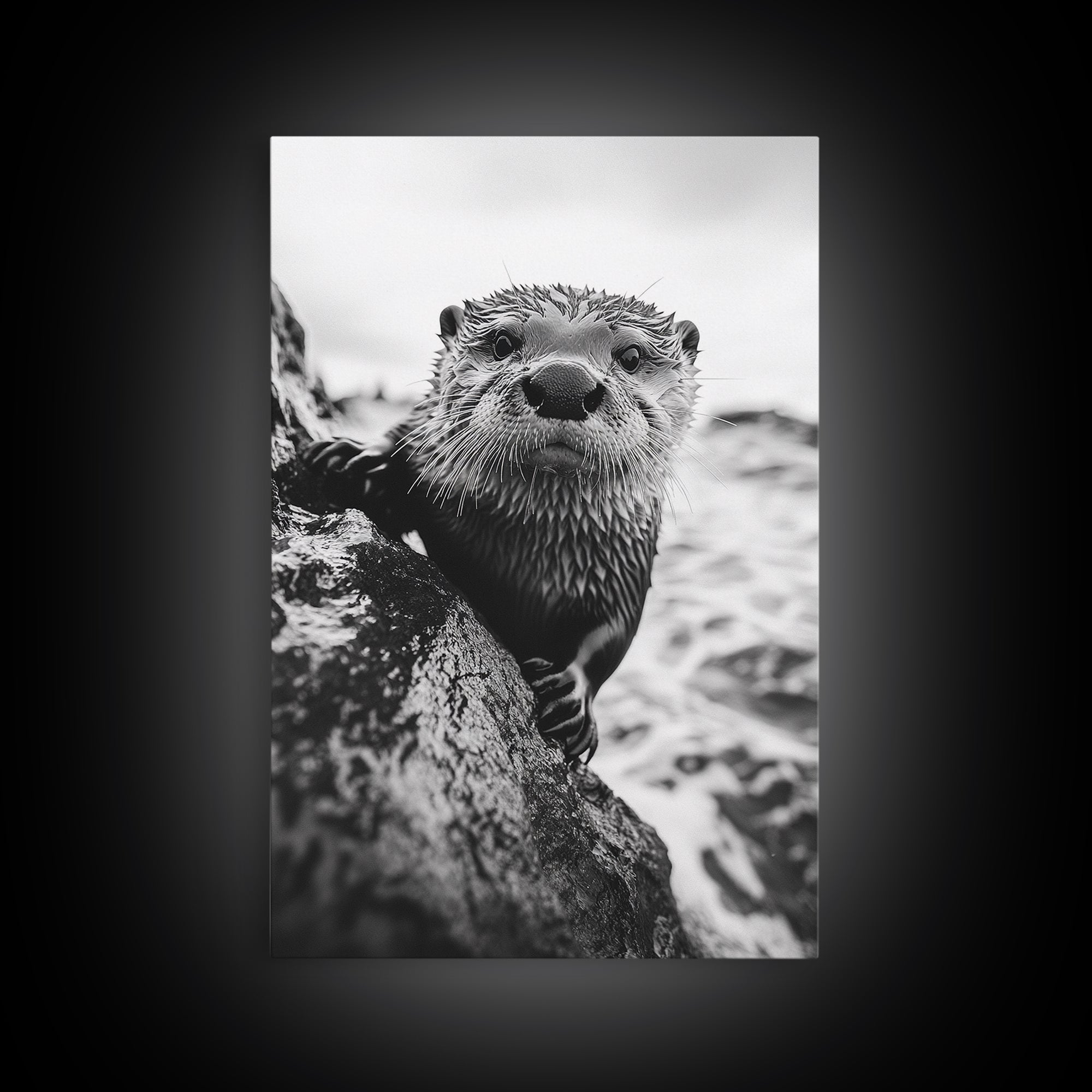 Curious Otter, Coastal Wildlife, Black and White, Animal Photography, Framed Canvas Print, Bathroom Wall Art, Nature Lover Gift