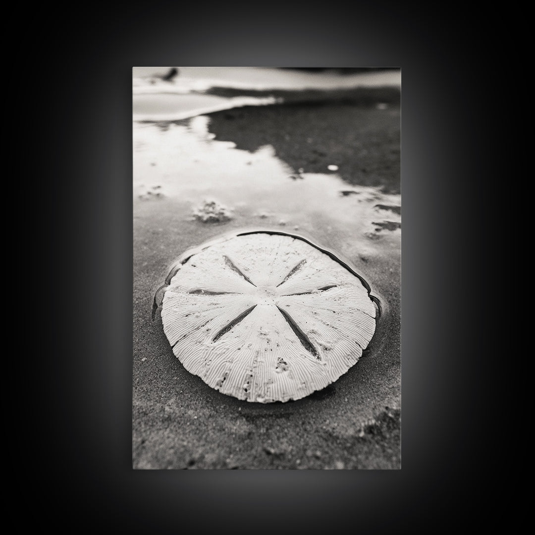 Sand Dollar, Coastal Shore, Ocean Shell Print, Canvas Print, Beachcomber Wall Art, Seaside Bathroom Decor, Nautical Nature Photography