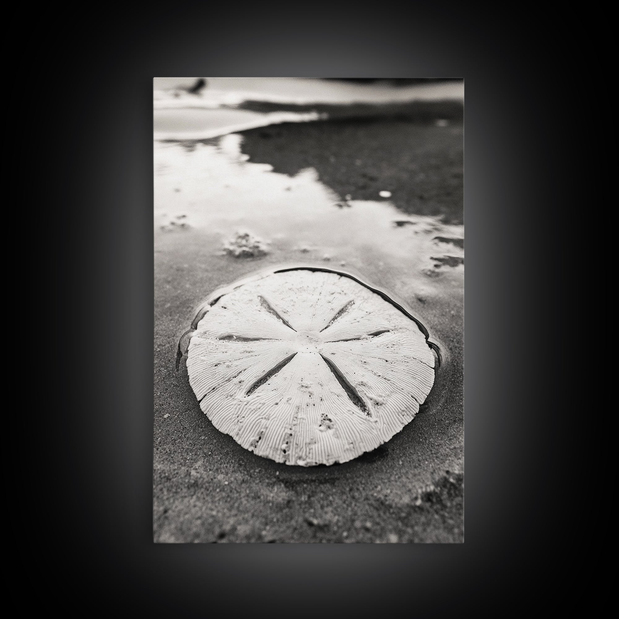 Sand Dollar, Coastal Shore, Ocean Shell Print, Canvas Print, Beachcomber Wall Art, Seaside Bathroom Decor, Nautical Nature Photography