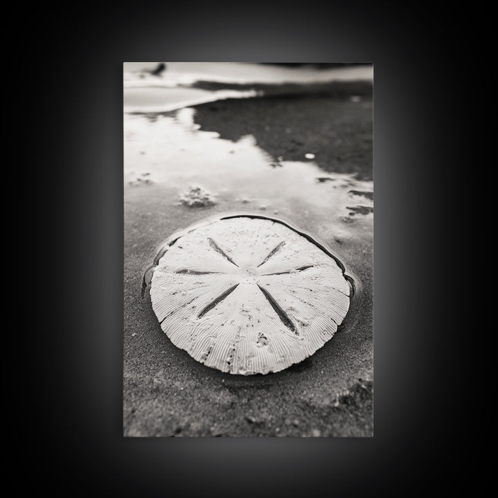 Sand Dollar, Coastal Shore, Ocean Shell Print, Canvas Print, Beachcomber Wall Art, Seaside Bathroom Decor, Nautical Nature Photography
