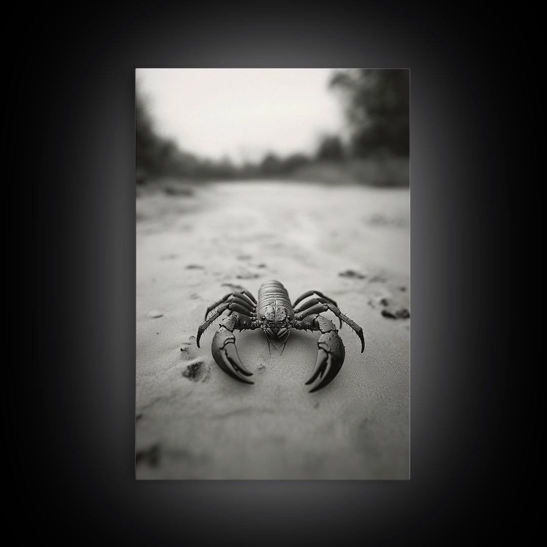 Desert Scorpion, Moody Wildlife, Sandy Ground, Focused Predator, Framed Canvas Print, edgy boho decor, masculine wall art, nature closeup