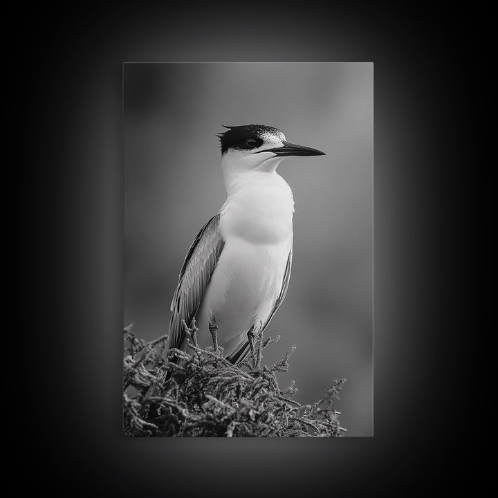 Coastal Bird Portrait, Black White Art, Nature Print, Minimalist Style, Living Room Wall Decor, Framed Canvas Print, Beach House Art