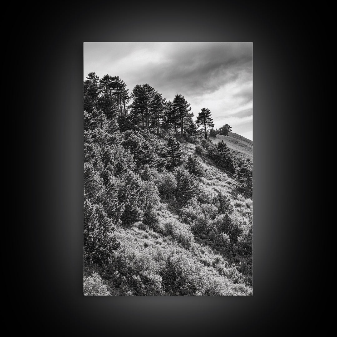 Hillside Forest, Peaceful Pines, Mountain Light, Framed Canvas Print, Nature Wall Art, Cabin Decor, Woodland Landscape Scene