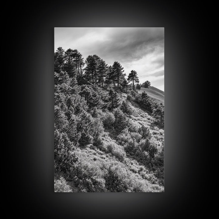 Hillside Forest, Peaceful Pines, Mountain Light, Framed Canvas Print, Nature Wall Art, Cabin Decor, Woodland Landscape Scene