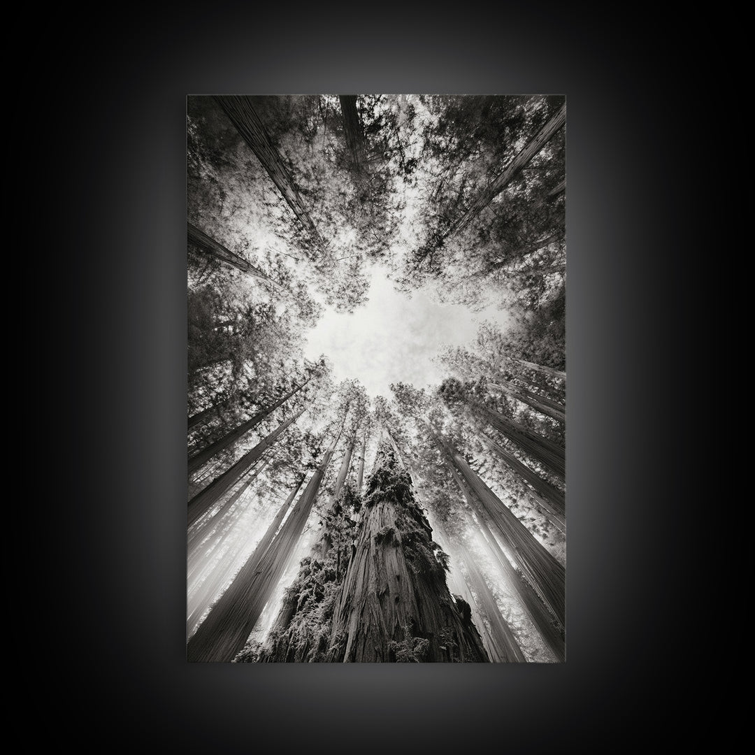 Redwood Canopy Sky, Majestic Forest Trees, Vertical Nature Scene, Framed Canvas Print, Wilderness Wall Art, Lodge or Den Decor