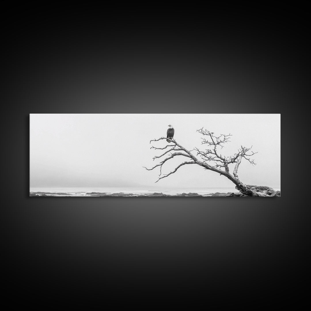 Bald Eagle, Tree Perch, Foggy Coast, Framed Canvas Print, Wildlife Photography, Cabin Wall Art, Rustic Minimalist Decor