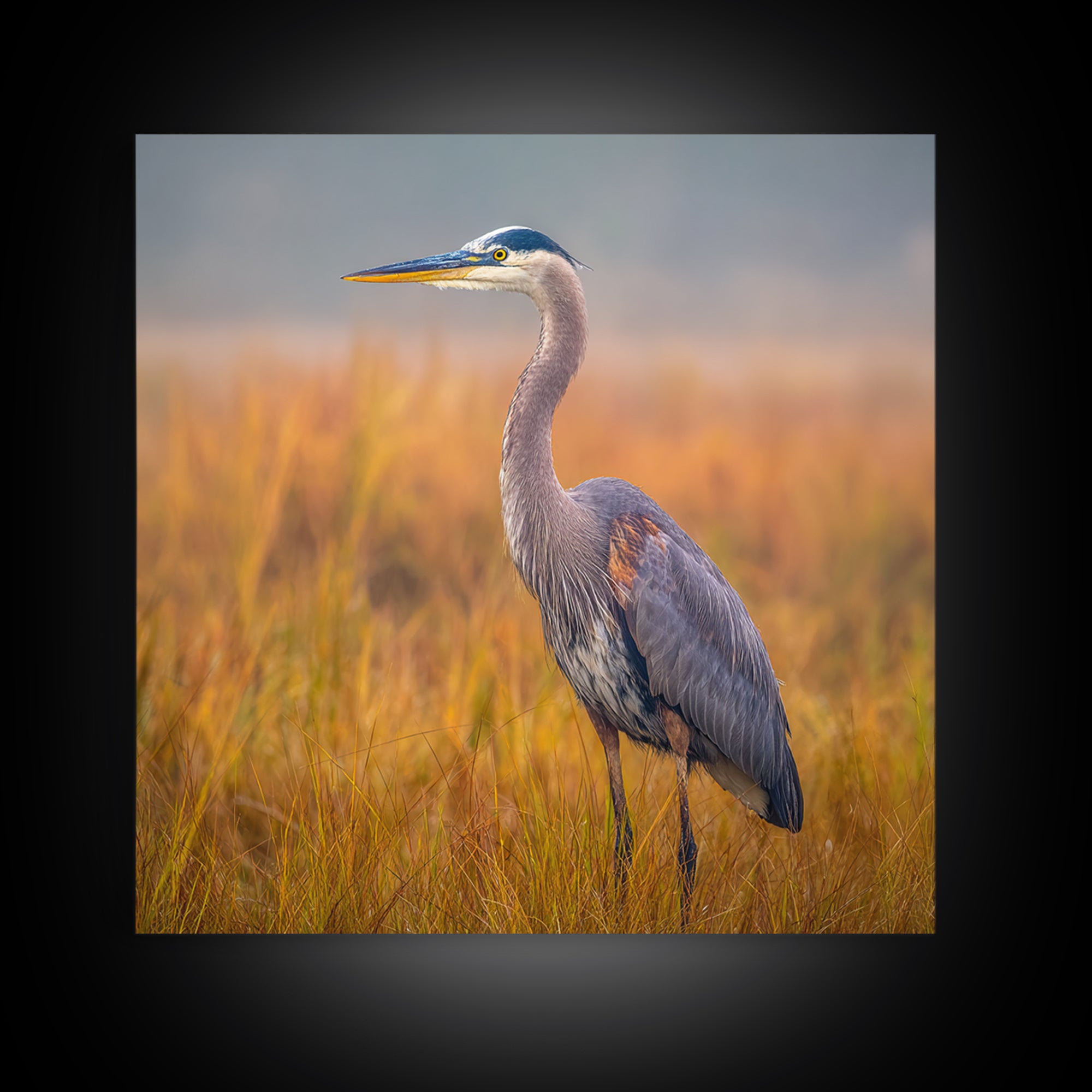 Blue Heron Standing Framed Canvas Print, Animal Art, Statement Artwork, Living Room Decor, Fine Art, Creature, Wall Decor, ANI-1x1-83