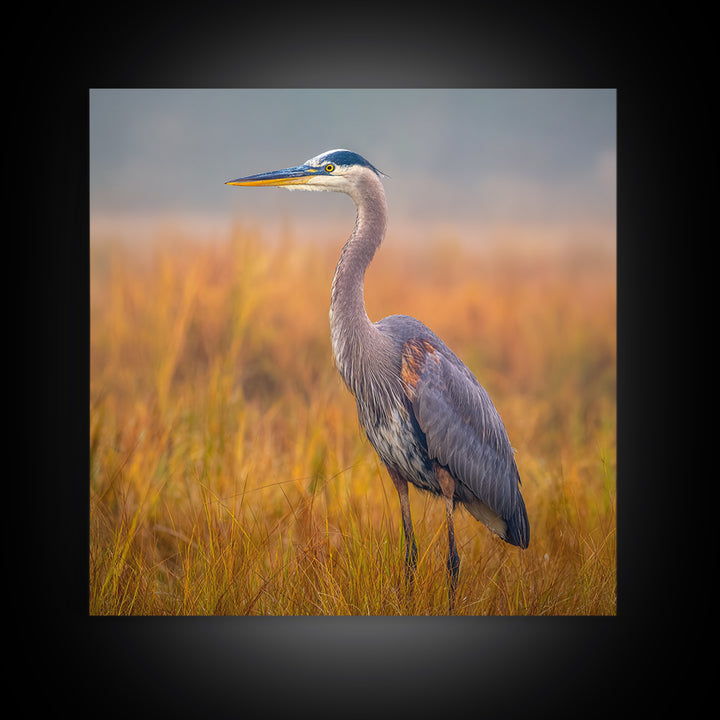 Blue Heron Standing Framed Canvas Print, Animal Art, Statement Artwork, Living Room Decor, Fine Art, Creature, Wall Decor, ANI-1x1-83