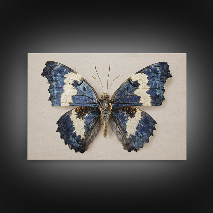 Butterfly Specimen Composition Framed Canvas Print, Animal Art, Farmhouse Decor, Living Room Decor, Fine Art, Creature, ANI-3x2-27