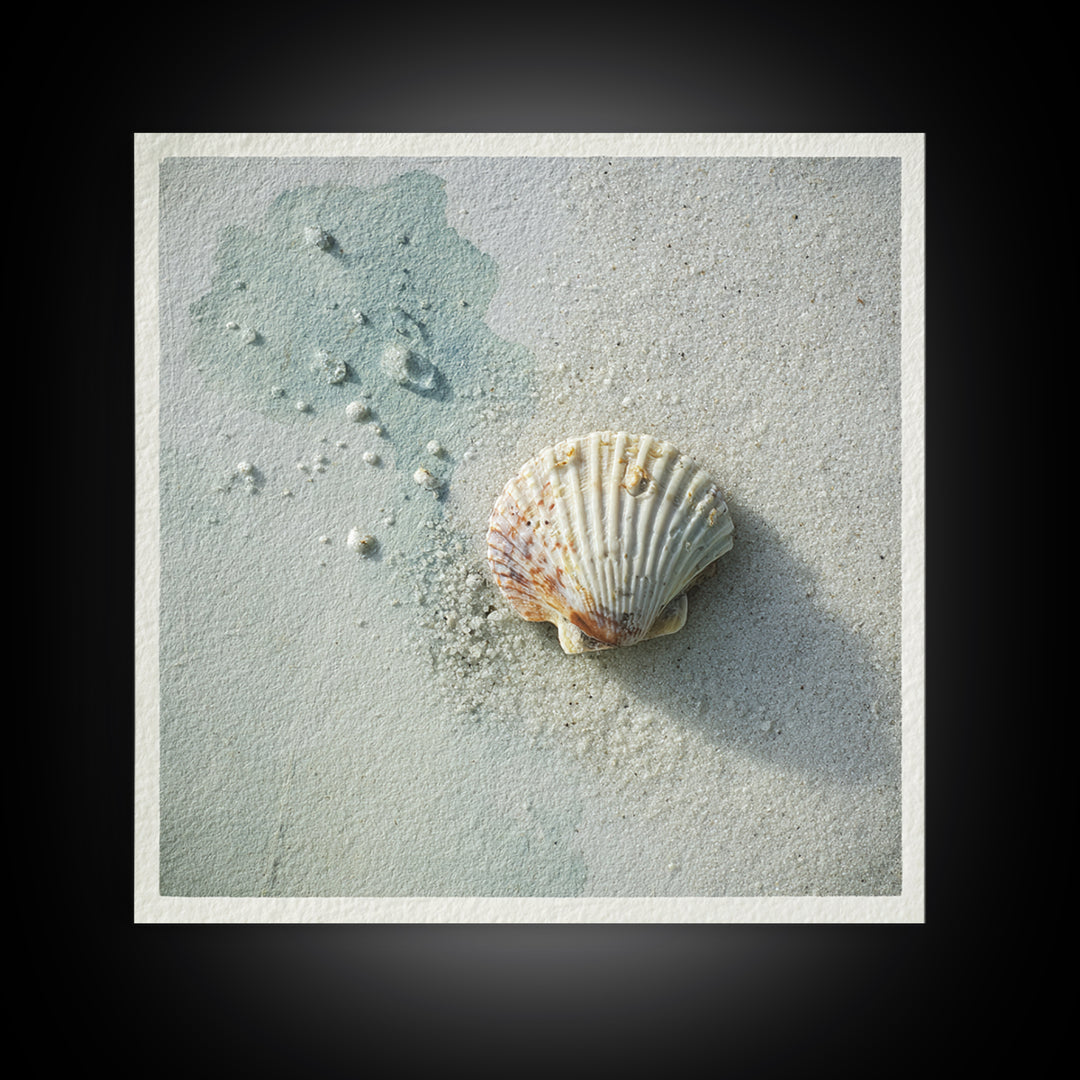 Minimal Seashell Still Life on Pale Sand Canvas Print, Bathroom Art, Gallery Decor, Bathroom Decor, Spa, Minimalist Decor, BAT-1x1-75