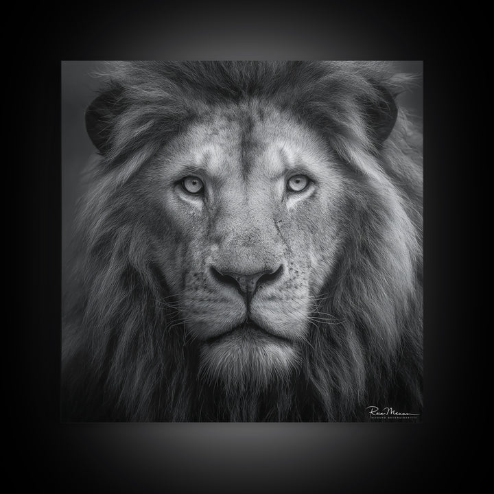 Dramatic Black and White Lion Portrait Canvas Print, Black and White Art, Gallery Decor, Living Room Decor, Monochrome, BAW-1x1-17