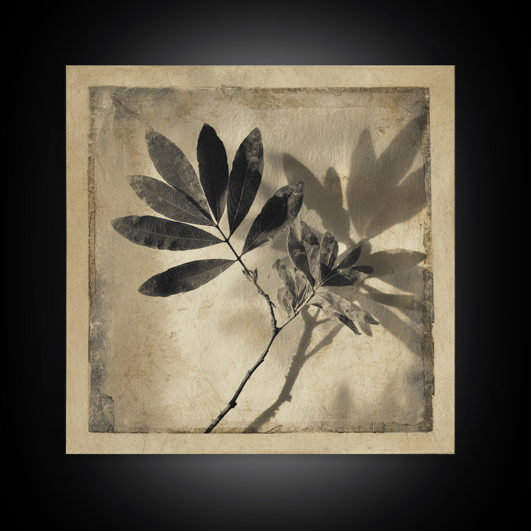 Black and White Botanical Specimen Plate Canvas Print, Black and White Art, Cabin Decor, Living Room Decor, Monochrome, BAW-1x1-71