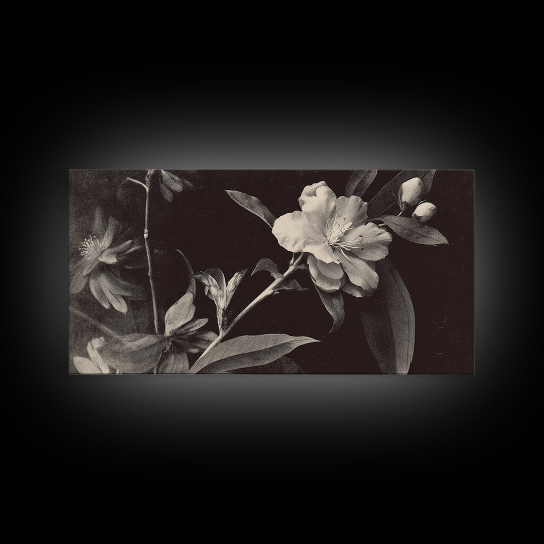 Black and White Botanical Specimen Plate Canvas Print, Black and White Art, Cabin Decor, Living Room Decor, Monochrome, BAW-2x1-19