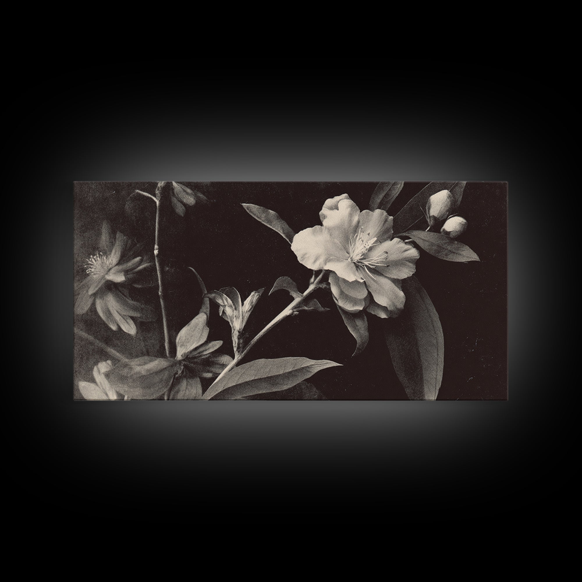 Black and White Botanical Specimen Plate Canvas Print, Black and White Art, Cabin Decor, Living Room Decor, Monochrome, BAW-2x1-19