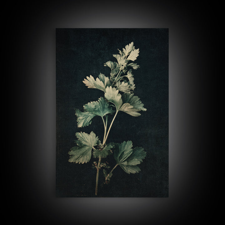 Black and White Botanical Specimen Plate Canvas Print, Black and White Art, Fine Art Print, Living Room Decor, Monochrome, BAW-2x3-7