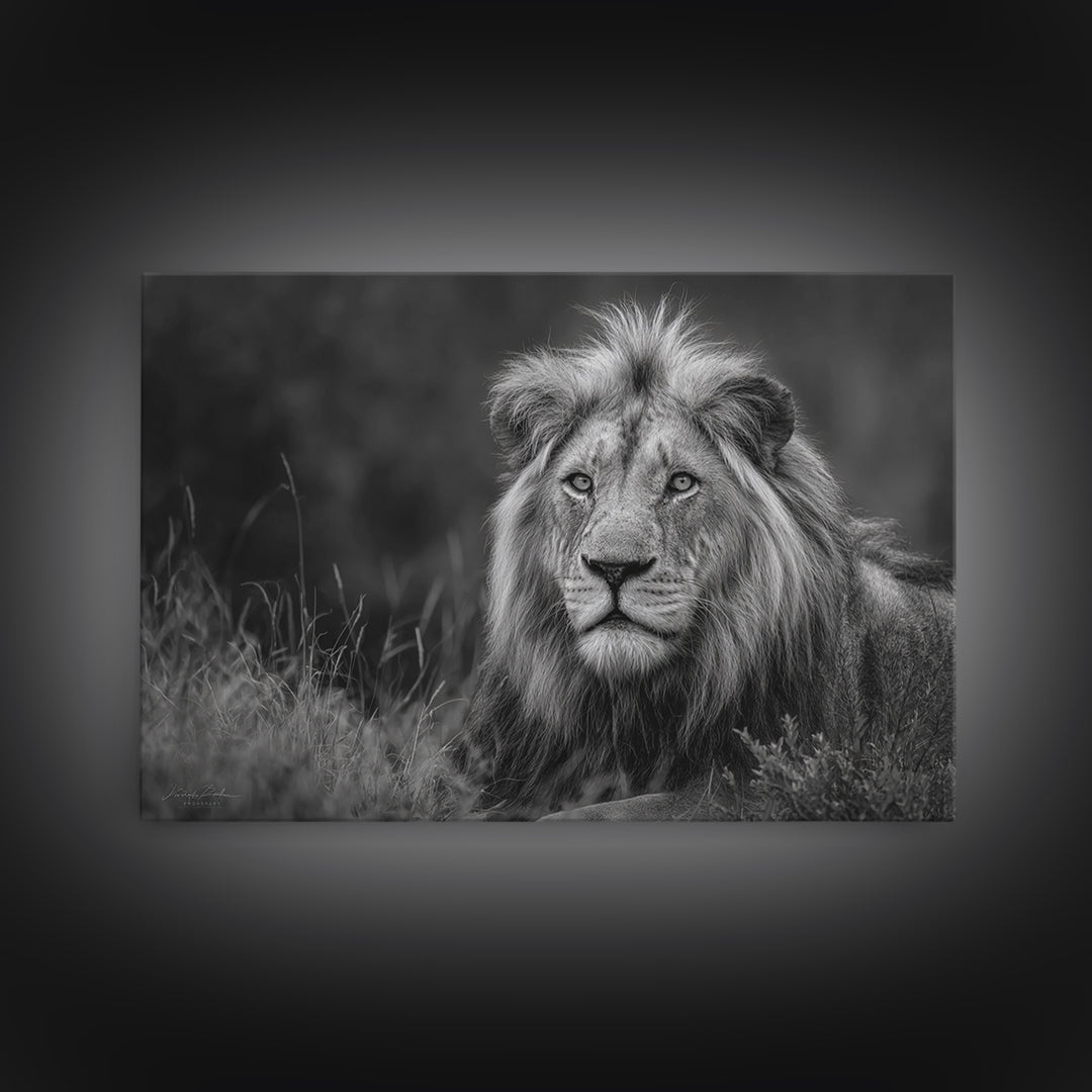 Dramatic Black and White Lion Portrait Canvas Print, Black and White Art, Photography Prints, Living Room Decor, Monochrome, BAW-3x2-21