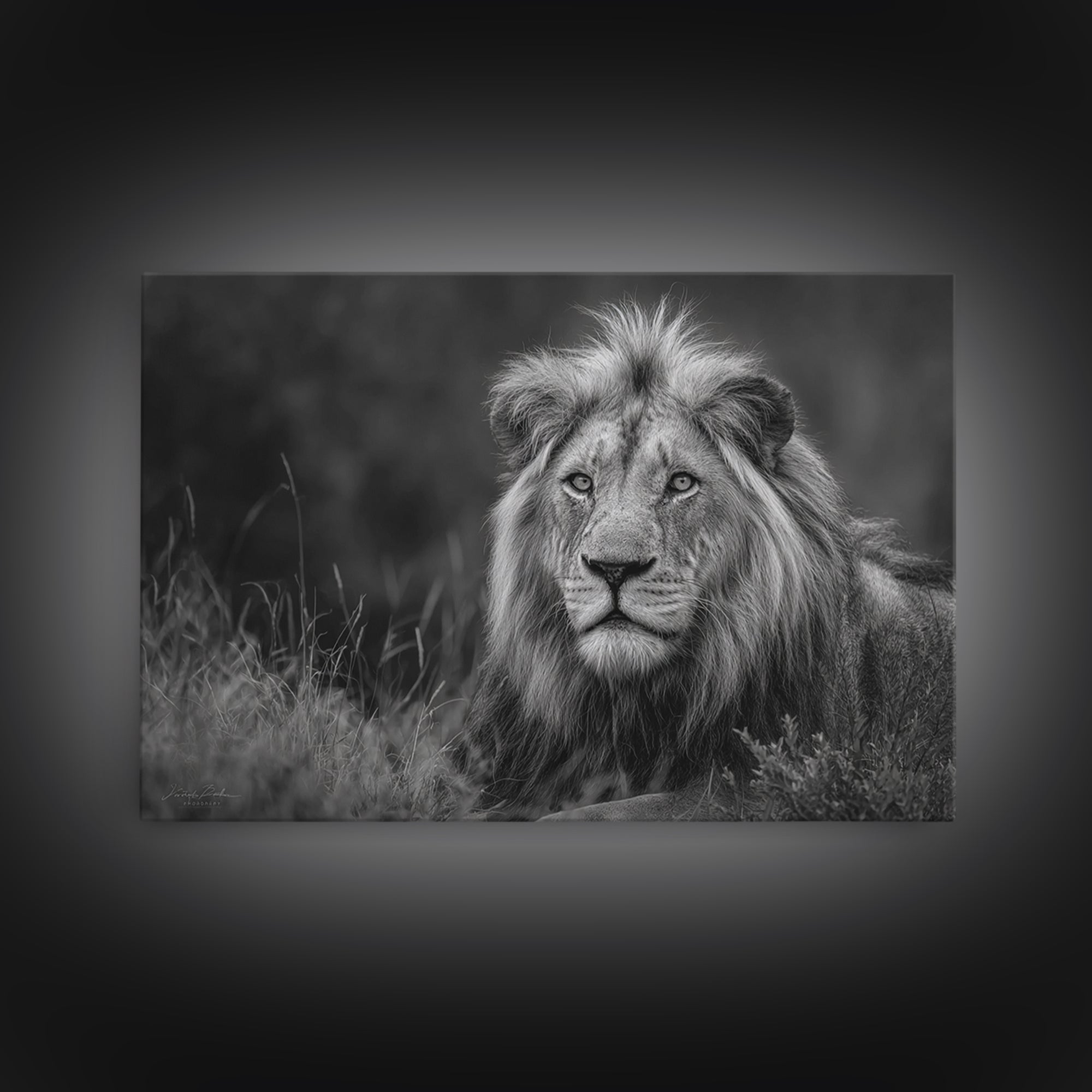 Dramatic Black and White Lion Portrait Canvas Print, Black and White Art, Photography Prints, Living Room Decor, Monochrome, BAW-3x2-21