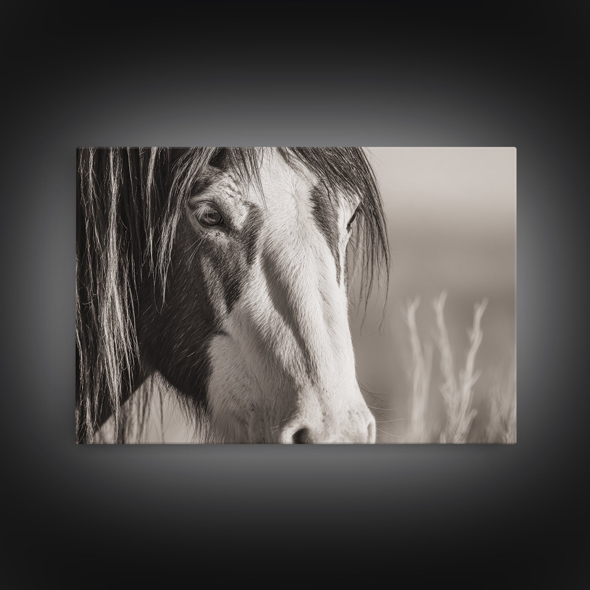 Black and White Wild Horse Portrait Canvas Print, Black and White Art, Fine Art Print, Living Room Decor, Monochrome, BAW-3x2-81