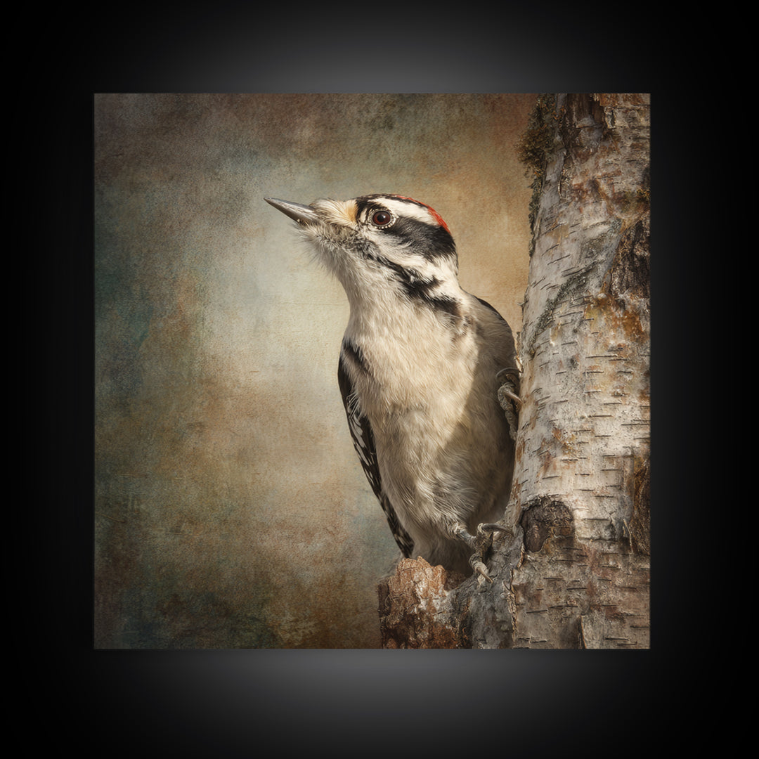 Woodpecker on Birch Bark Texture Framed Canvas Print, Bird Art, Luxury Decor, Living Room Decor, Oil Painting, Flight, BIR-1x1-93