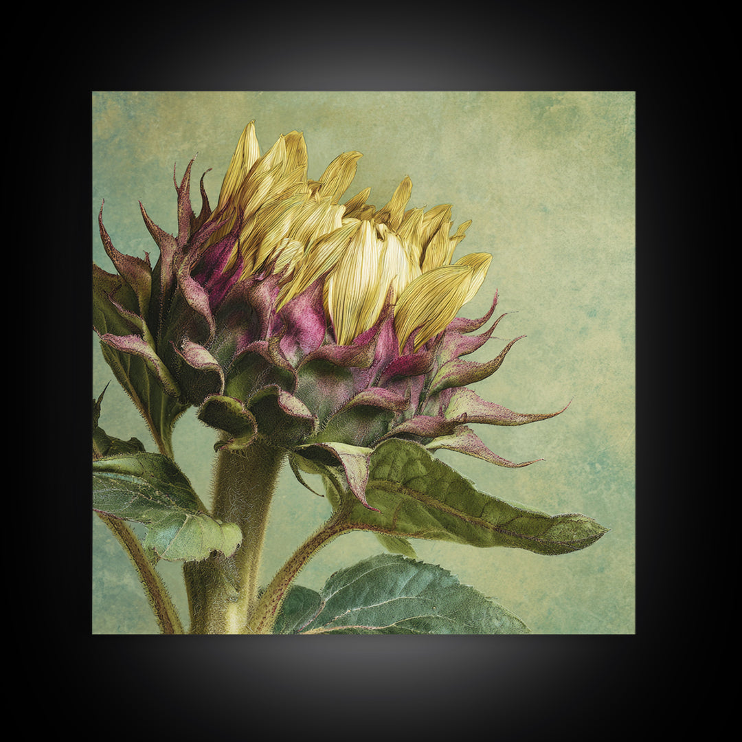 Sunflower Head Closeup Framed Canvas Print, Botanical Art, Framed Wall Art, Living Room Decor, Botanic, Boho Wall Decor, BOT-1x1-16