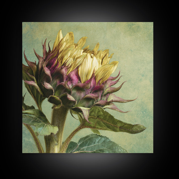 Sunflower Head Closeup Framed Canvas Print, Botanical Art, Framed Wall Art, Living Room Decor, Botanic, Boho Wall Decor, BOT-1x1-16