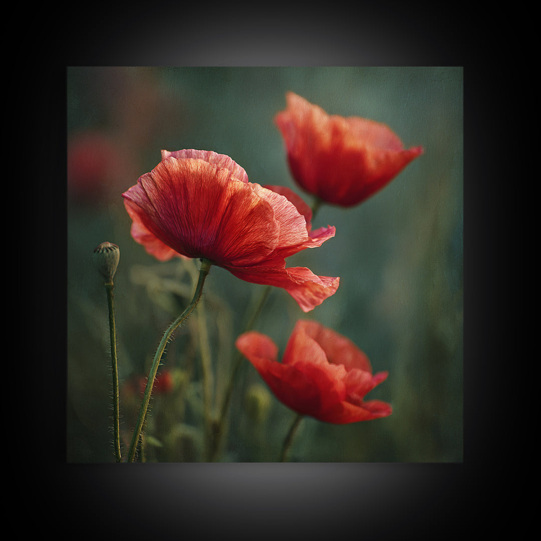 Poppy Field with Red Petals and Green Framed Canvas Print, Floral Art, Gallery Decor, Living Room Decor, Fine Art, Bloom, FLO-1x1-32