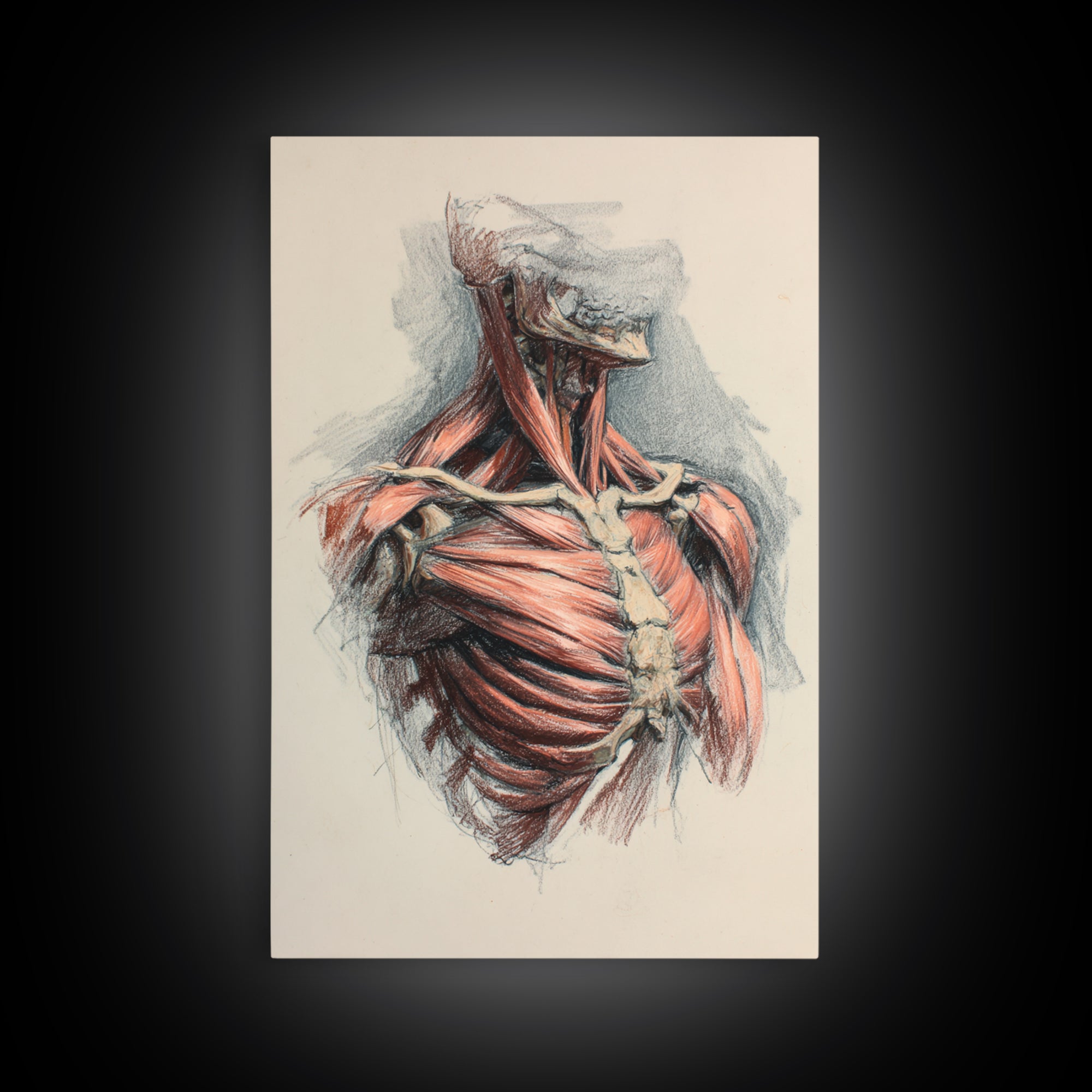 Anatomical Muscle Study Framed Canvas Print, Fitness Studio Art, Modern Decor, Gym Decor, Abstract Art, Motion, FSA-2x3-17