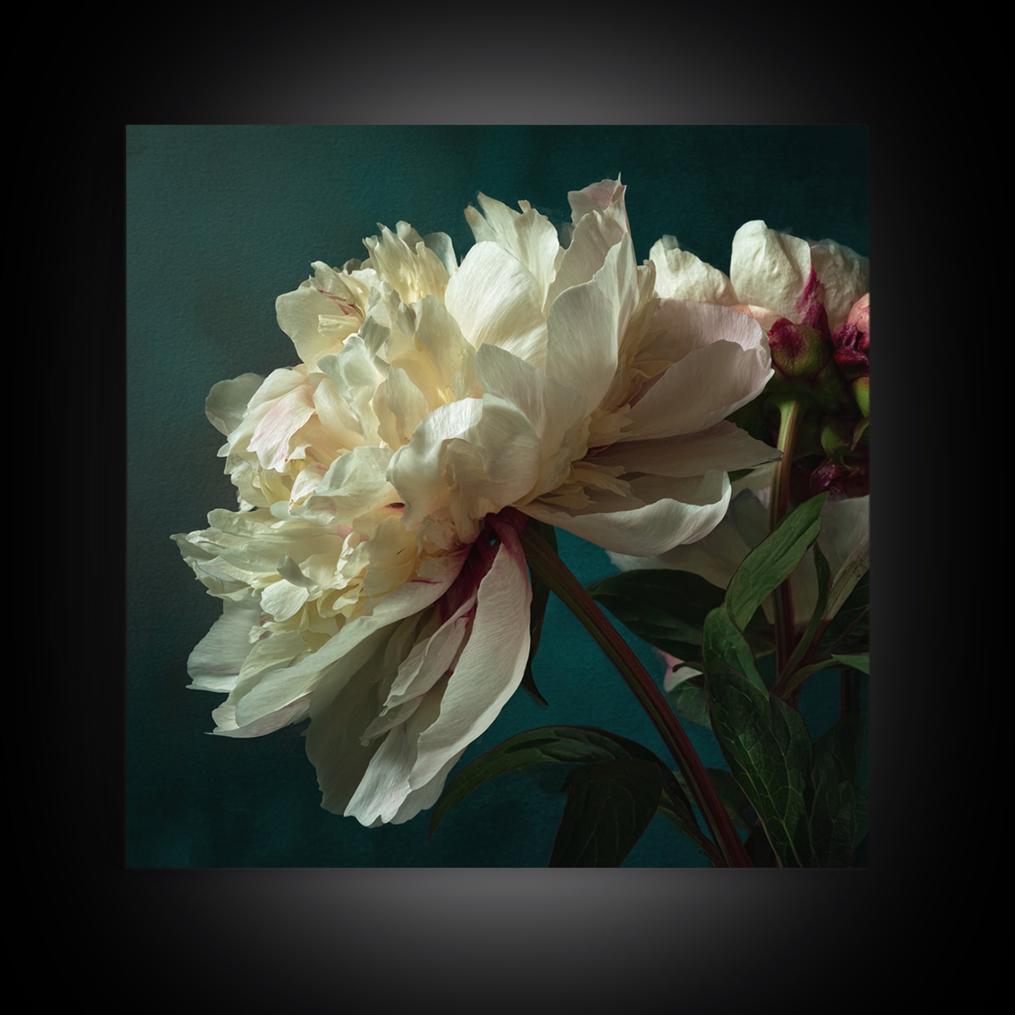 Romantic Neutral Peony Closeup Canvas Print, Master Bedroom, Vinyl Wall Decal, Bedroom Decor, Fine Art, Sanctuary, MAS-1x1-26