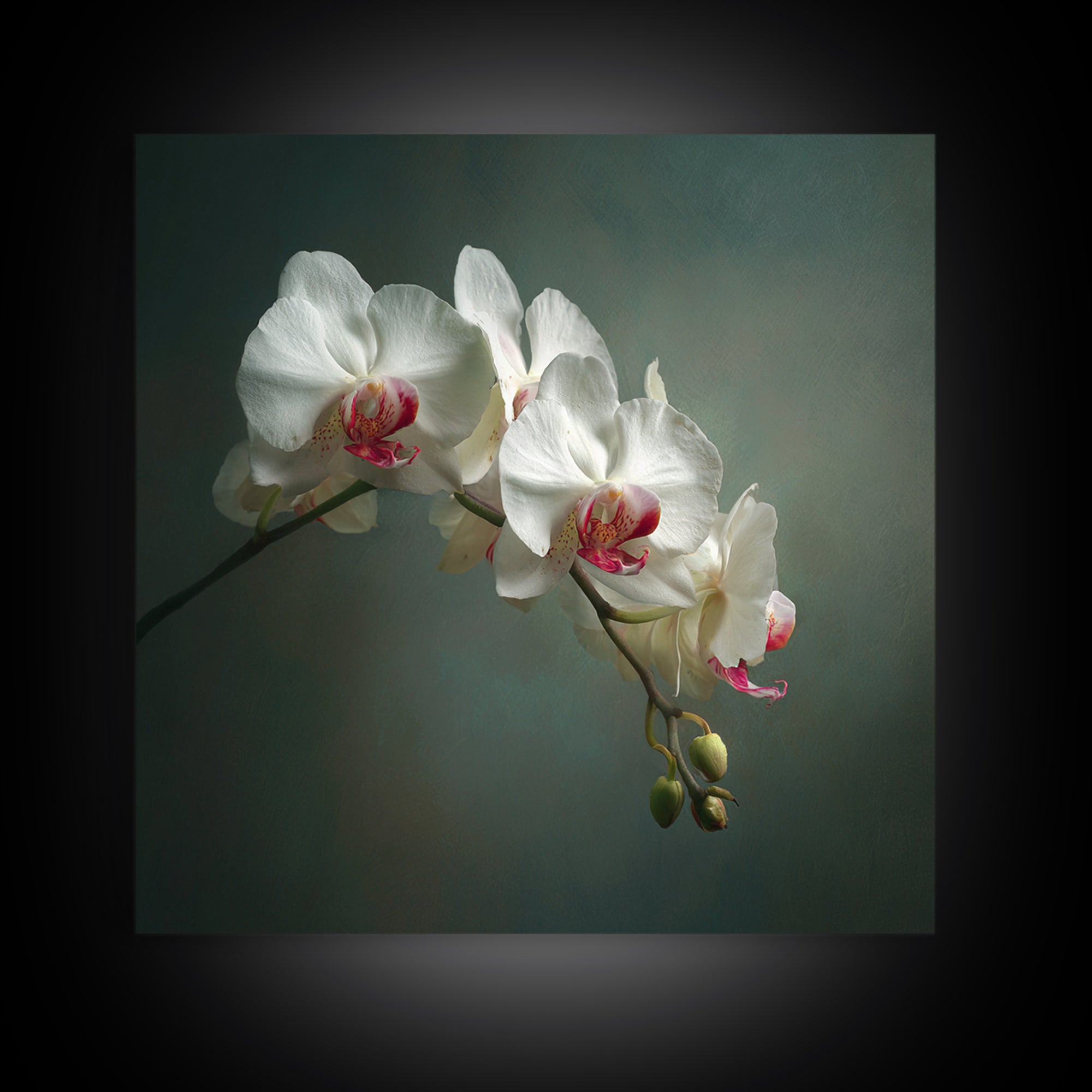 White Orchids Against Warm Gray Background Framed Canvas Print, Master Bedroom, Bedroom Decor, Abstract Art, Sanctuary, MAS-1x1-57