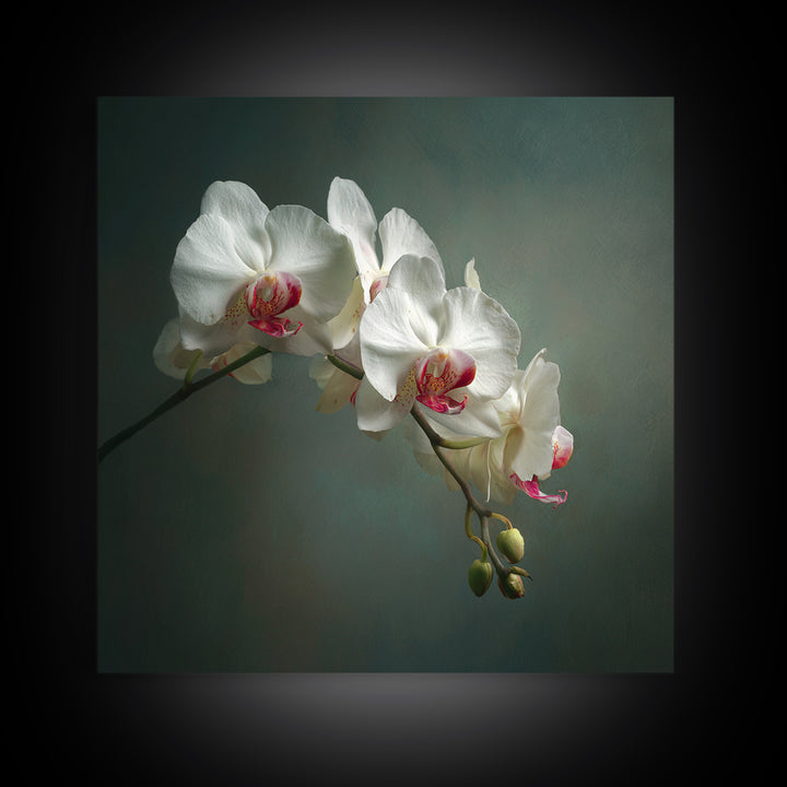 White Orchids Against Warm Gray Background Framed Canvas Print, Master Bedroom, Bedroom Decor, Abstract Art, Sanctuary, MAS-1x1-57