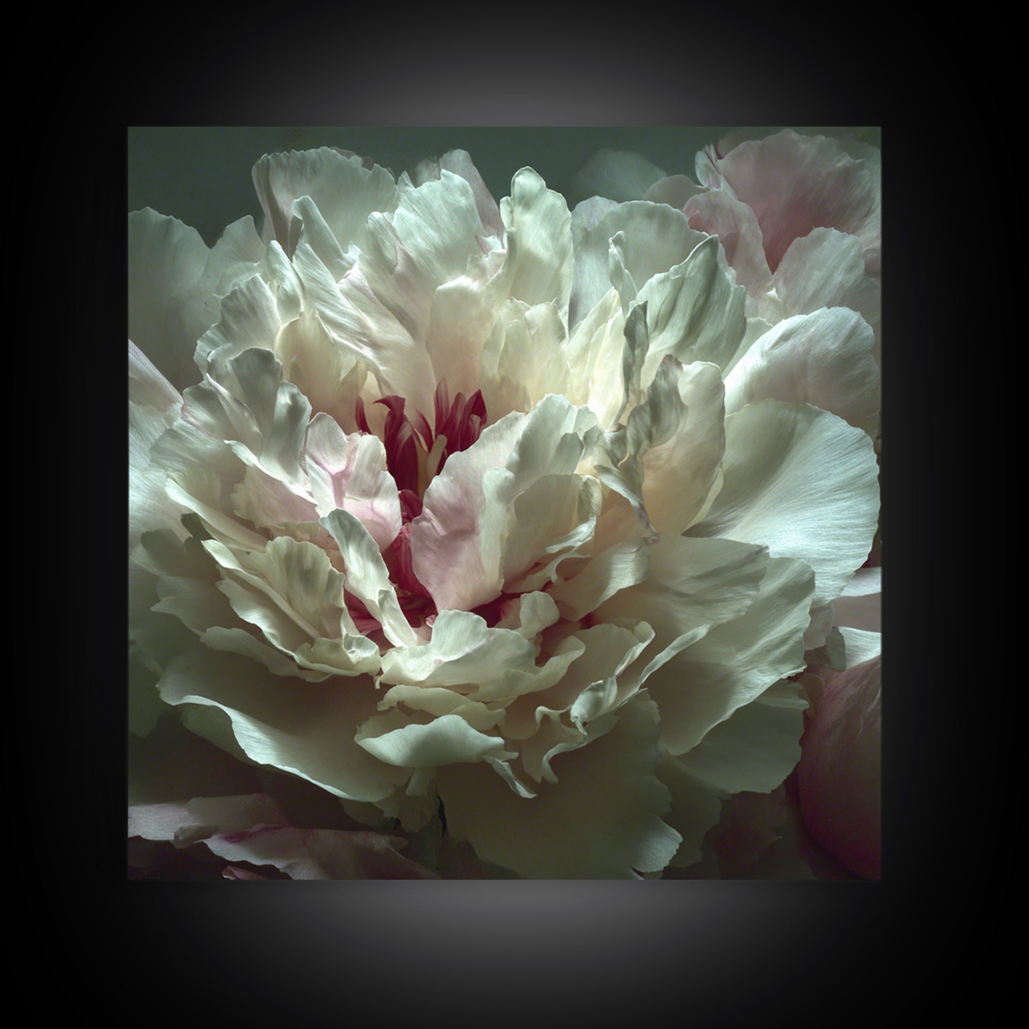 Romantic Neutral Peony Closeup Canvas Print, Master Bedroom, Textured Painting, Bedroom Decor, Fine Art, Sanctuary, Wall Decal, MAS-1x1-98