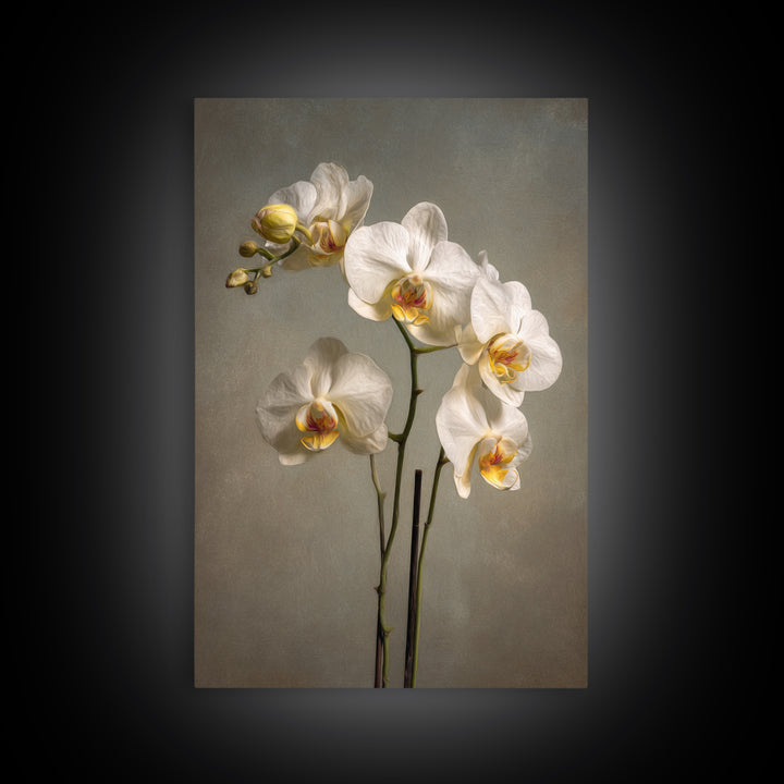 White Orchids Against Warm Gray Background Canvas Print, Master Bedroom, Farmhouse Wall Art, Bedroom Decor, Fine Art, Sanctuary, MAS-2x3-65