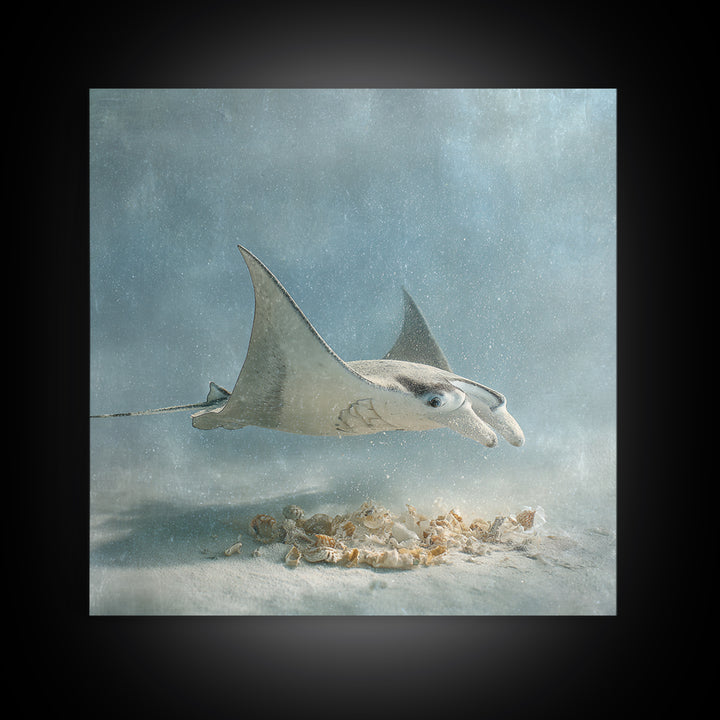 Manta Ray Flying Through Underwater Light Framed Canvas Print, Marine Life Art, Ocean Prints, Living Room Decor, Marine, MLA-1x1-38