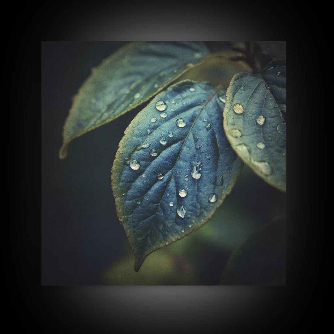 Rain Drops on a Large Green Leaf Framed Canvas Print, Nature Art, Statement Artwork, Living Room Decor, Fine Art, Nature, NAT-1x1-33