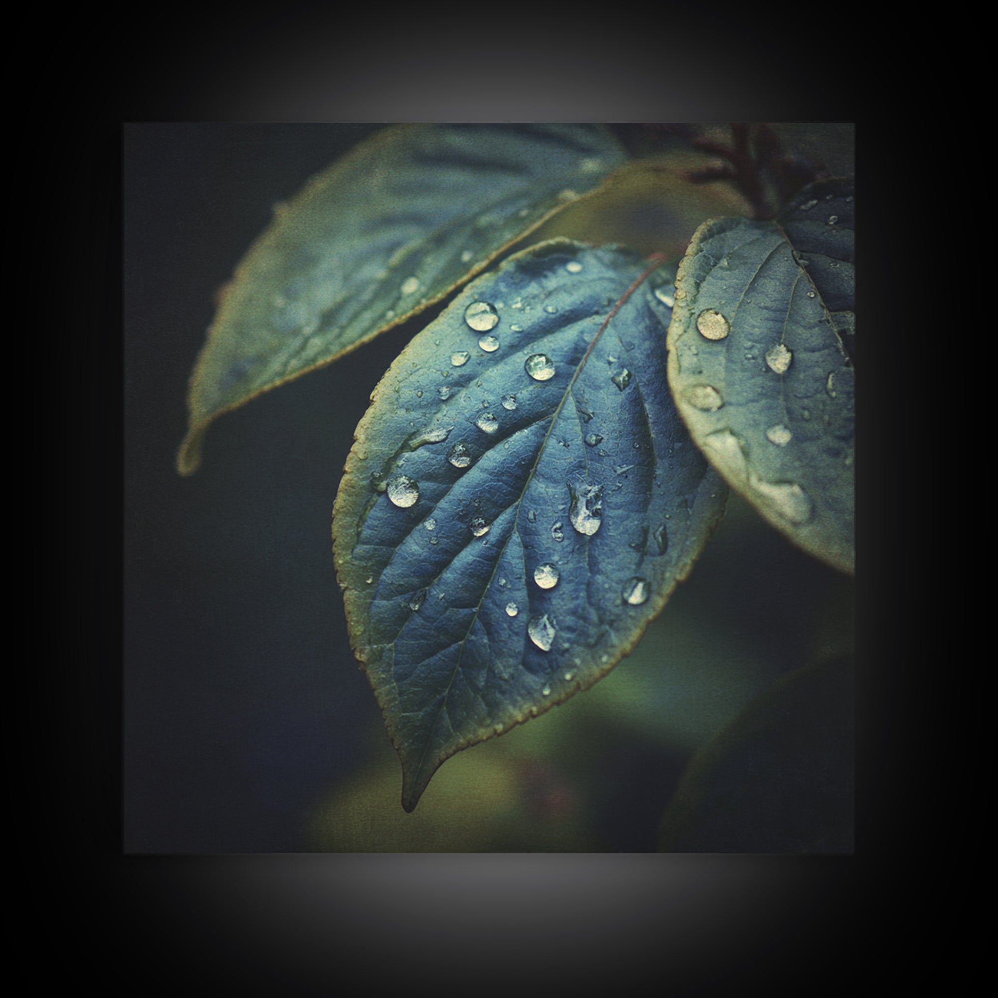 Rain Drops on a Large Green Leaf Framed Canvas Print, Nature Art, Statement Artwork, Living Room Decor, Fine Art, Nature, NAT-1x1-33