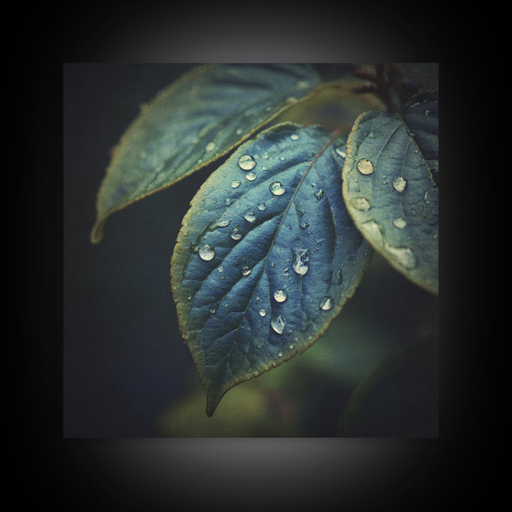 Rain Drops on a Large Green Leaf Framed Canvas Print, Nature Art, Statement Artwork, Living Room Decor, Fine Art, Nature, NAT-1x1-33