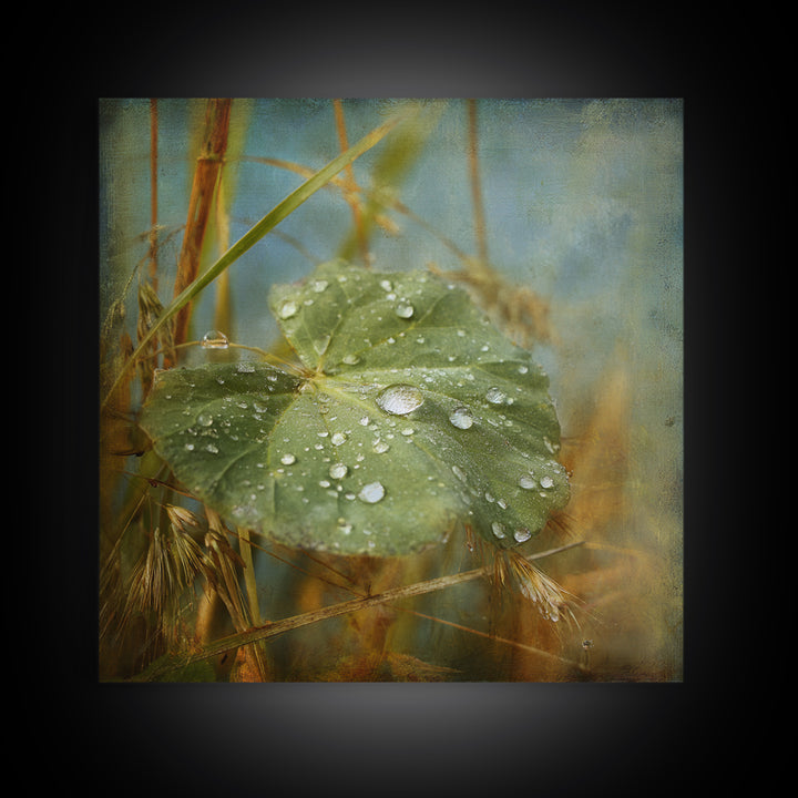 Rain Drops on a Large Green Leaf Framed Canvas Print, Nature Art, Statement Artwork, Living Room Decor, Fine Art, Nature, NAT-1x1-57