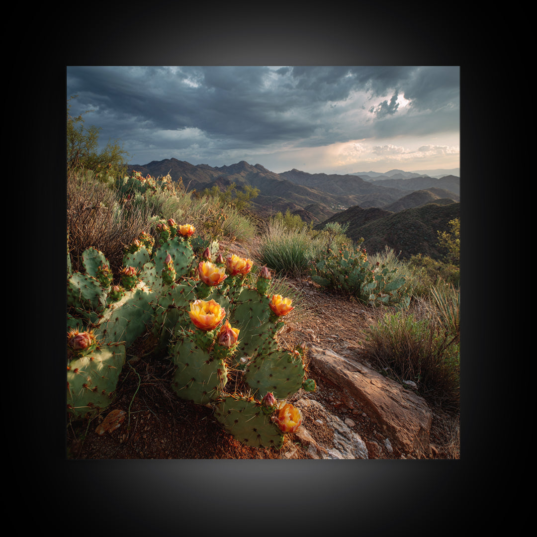 Desert Cactus Blooming After Rain Canvas Print, Nature Art, Nature Wall Art, Living Room Decor, Fine Art, Nature, NAT-1x1-92